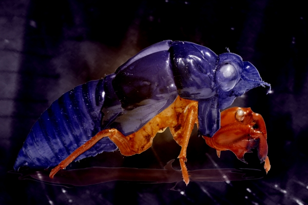 Creation of love bug: Step 7